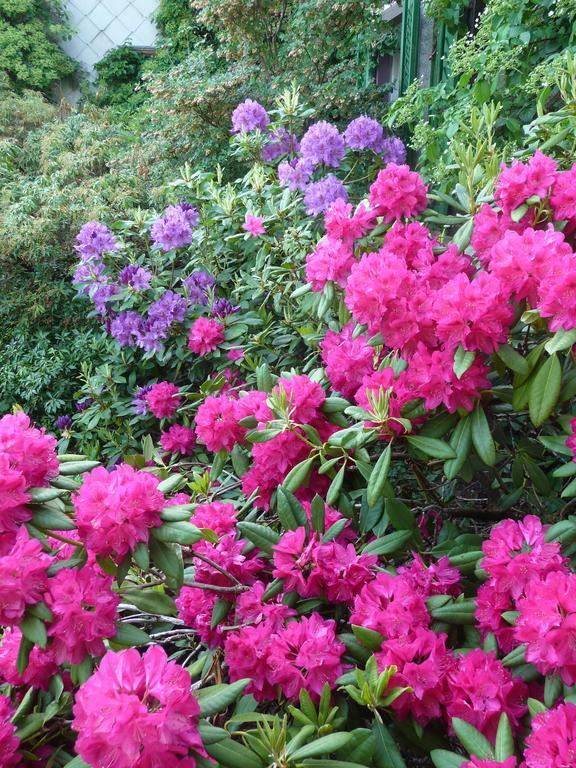 Turbenthal Gastehaus Zum Tulpenbaum Bed & Breakfast エクステリア 写真