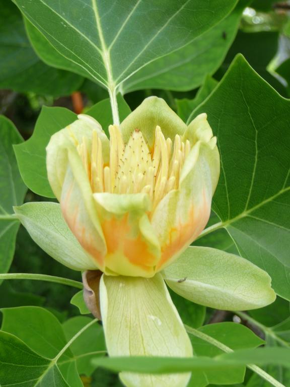 Turbenthal Gastehaus Zum Tulpenbaum Bed & Breakfast エクステリア 写真