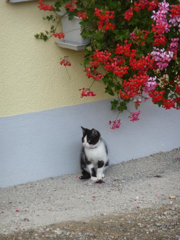 Turbenthal Gastehaus Zum Tulpenbaum Bed & Breakfast エクステリア 写真